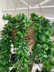 Jade hanging plant