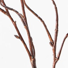 Twig Curly Willow Spray- Brown